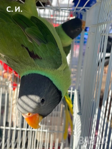 Двойка сивоглави александри, снимка 3 - Папагали - 53128325