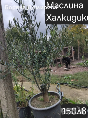 Моите цветя, снимка 8 - Градински цветя и растения - 52213640