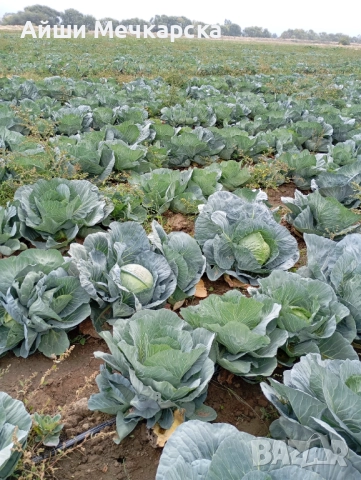 Продавам зеле Чиърс на едро , снимка 6 - Други - 52086423