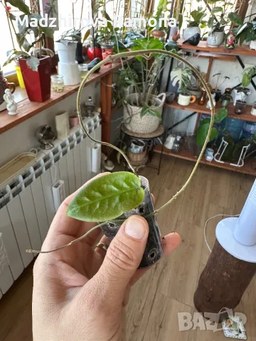 Hoya inflata с цветонос, снимка 1