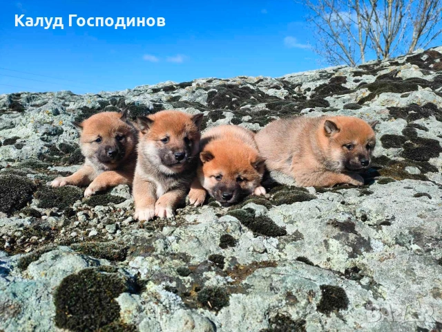 Продавам кученца Шиба Ину