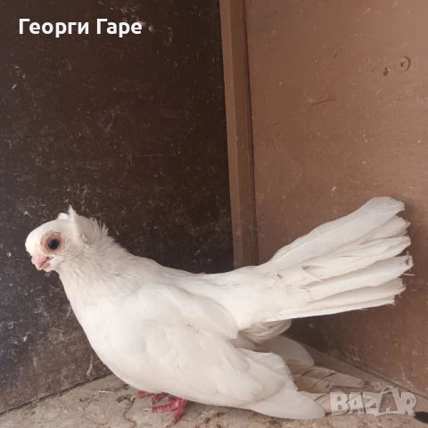 Кюстендилски качулат 