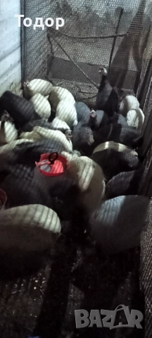 Токачки  и петлета орпингтон и виандот., снимка 5 - Кокошки и пуйки - 52817728