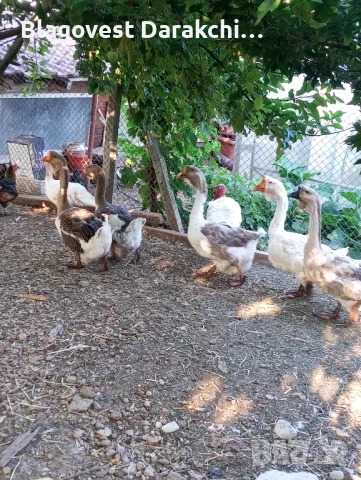 Холмогорски гъски чифт , снимка 4 - Патици и гъски - 50917374