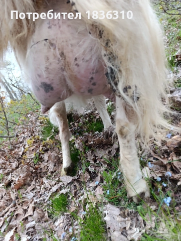 Коза с 3 ярета, снимка 5 - Кози - 54231285