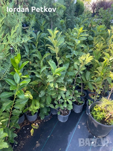 Лавровишна 90-100 см., снимка 2 - Градински цветя и растения - 41037695