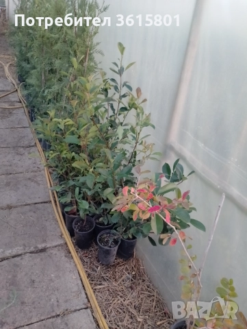 лавровишна 4лв,  лейланди 5лв, снимка 7 - Други стоки за дома - 51589874