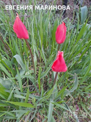 Продавам тристаен,ТЕЦ,до Мед инститит