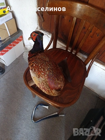 препариран фазан , снимка 6 - Декорация за дома - 54171295