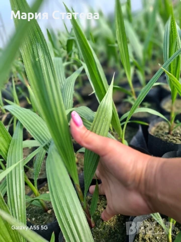 Палми от производител, снимка 15 - Стайни растения - 51037174