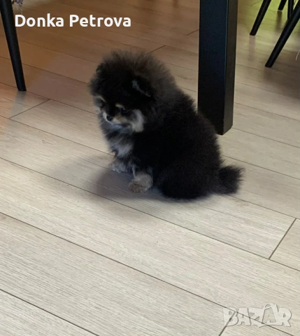 мини померан , снимка 5 - Померан - 54016803
