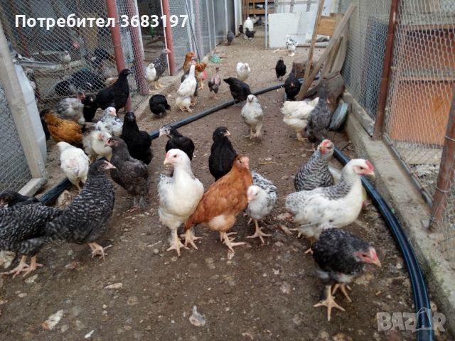 Продавам пилета , снимка 2 - други­ - 45964833