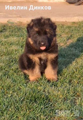 Немска овчарка с дълъг косъм , снимка 1