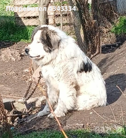 Мъжко българско овчарско куче , снимка 2 - Каракачанска овчарка - 54017860