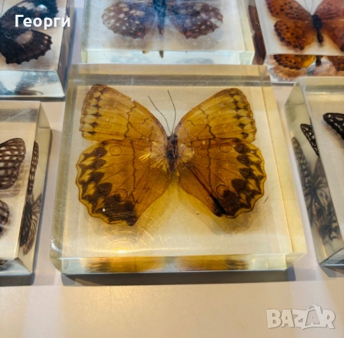 Пеперуди, снимка 17 - Колекции - 53656258