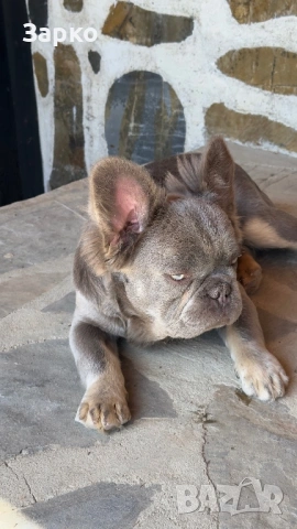 Френски булдог