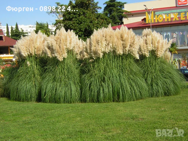 Кортадерия- Пампаска трева ПРИ ПОКУПКА НА 3 БРОЯ 1 БРОЙ ПОДАРЪК, снимка 4 - Разсади - 36164365