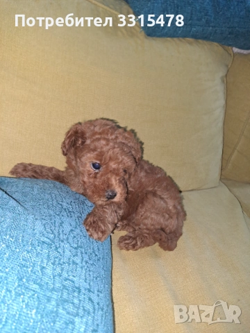 Той Пудели, снимка 10 - Пудели - 53807475