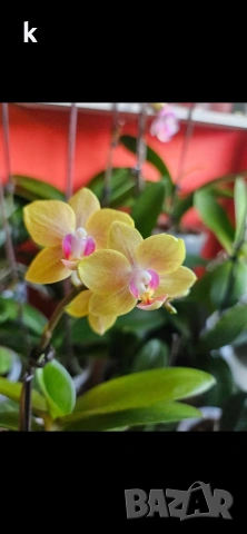 4 мини орхидеи без цвят, снимка 4 - Стайни растения - 54190789