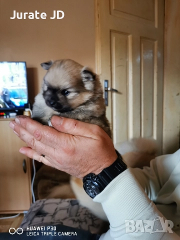 Померан, женско. , снимка 6 - Померан - 52355221