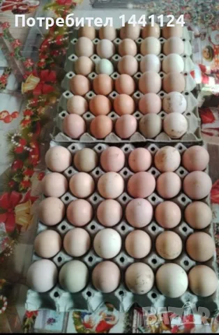 Оплодени яйца няколко вида 0.60¢