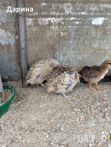 Пъдпъдъци, снимка 5 - Кокошки и пуйки - 54235677