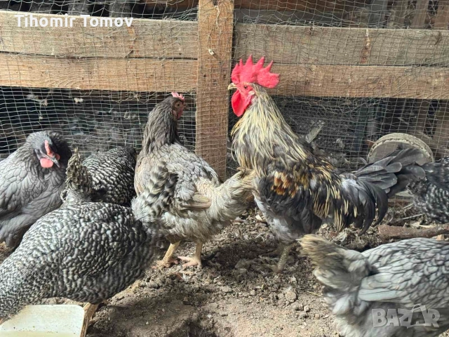 продавам млади домашно гледани пуйки пуяци петли кокошки , снимка 11 - Кокошки и пуйки - 52589751