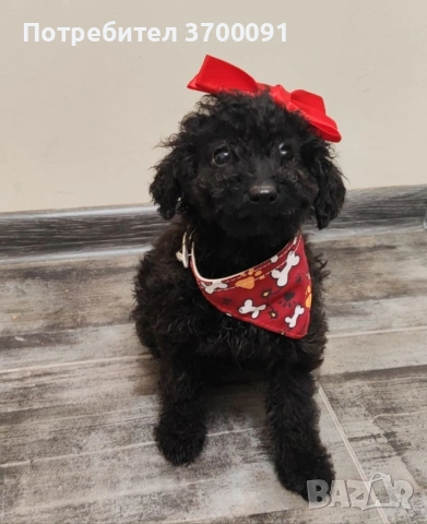 пудел /пуделче , снимка 5 - Пудели - 53224148