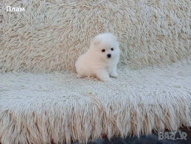 Померани.Реални снимки от 06.04.26 г. , снимка 8 - Померан - 54112151