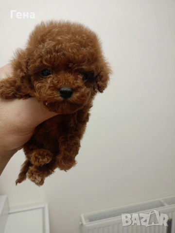 тийкъп женско пуделче 