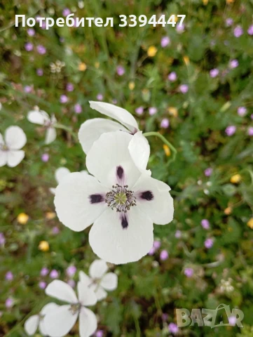 чист пчелен мед , снимка 3 - Пчелни продукти - 51200404