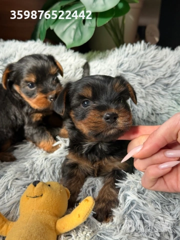 Йоркширски териерчета 