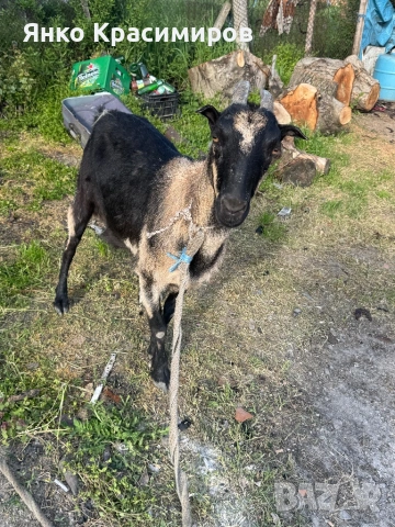 Коза, снимка 5 - Кози - 54276402