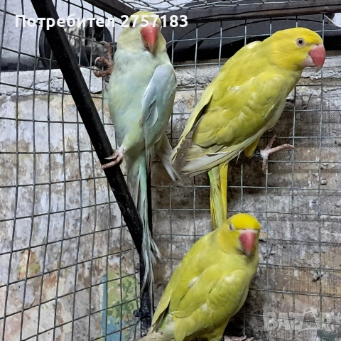 продавам малки александри , снимка 6 - Папагали - 53389574