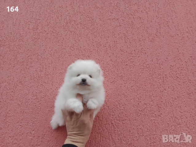 Померани. Реални снимки от 06.01.26 г. , снимка 8 - Померан - 52932942