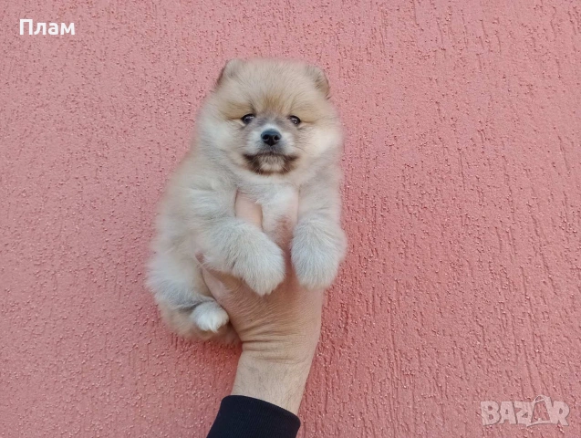 Богат избор на Померани. Реални снимки!!!, снимка 8 - Померан - 54036819