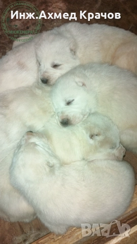 Алабай малки, снимка 2 - Алабай - 52666252