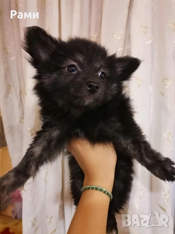 Помераан шпиц момче момиче