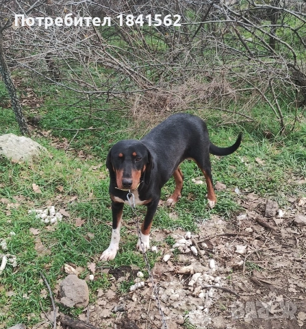 Продават се гончета , снимка 14 - Гонче - 53605190