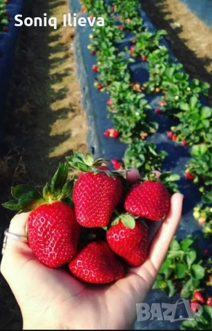 продавам разсад ягоди и малини , снимка 2 - Разсади - 53905722