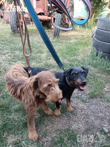 ягдтериер, снимка 16 - Ягдтериер - 52787759