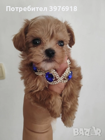 предлагам супер мини малтипу , снимка 2 - Болонка - 51474087