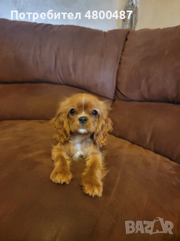 Кавалер кинг Чарлз, снимка 3 - Кавалер кинг чарлз шпаньол - 54233630