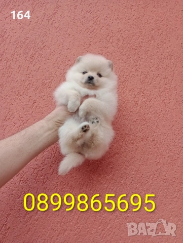 Женски Померани. Снимки от 18.02.26 г. , снимка 2 - Померан - 53518661