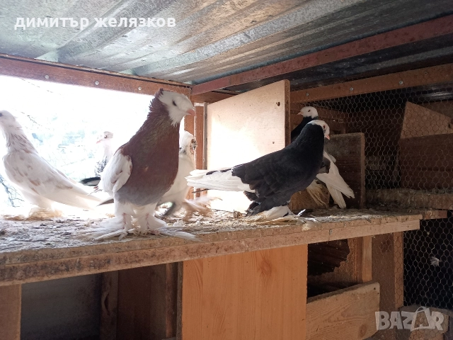 Гълъби демкежи, снимка 15 - Гълъби - 49071204