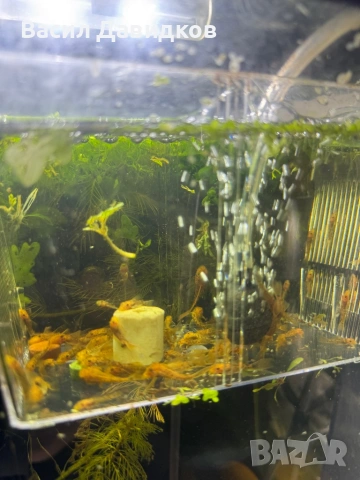 Анциструс L144 червен воал , снимка 4 - Рибки - 44500989