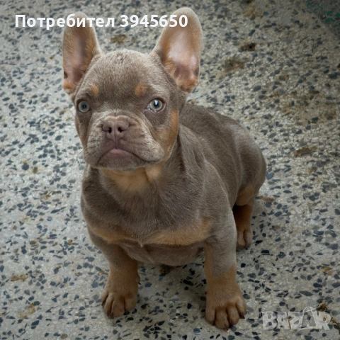 Isabella&tan френски булдог 