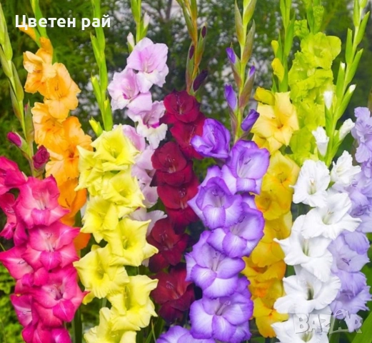 Луковици лиатрис 0,80€брой и луковици гладиоли 0,70 €брой , снимка 2 - Градински цветя и растения - 53770824