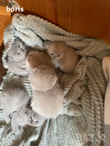 Продавам клепоухи котенца., снимка 2 - Британска късокосместа - 54201519