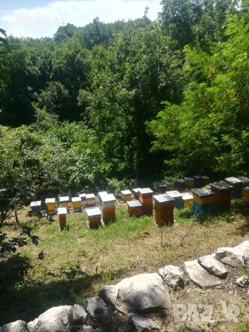 Био пчелен мед букет 100% натурален, снимка 3 - Пчелни продукти - 51158180